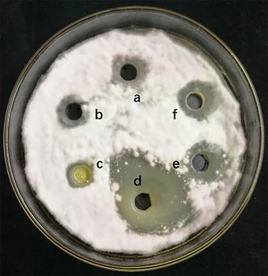 Bacillus amyloliquefaciens YN201732 Produces Lipopeptides With Promising Biocontrol Activity Against Fungal Pathogen Erysiphe cichoracearum